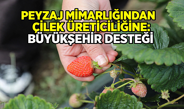 Peyzaj Mimarlığından Çilek Üreticiliğine: Büyükşehir Belediyesi’nin Destekleri Hayatına Dokunuyor