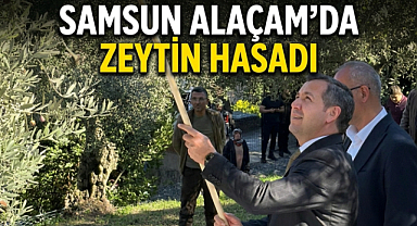 Samsun Alaçam’da Zeytin Hasadı