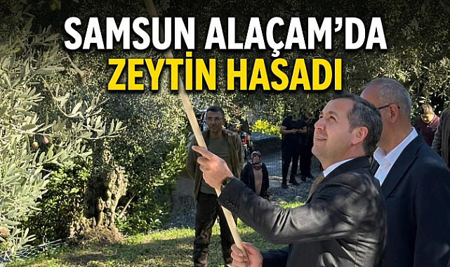 Samsun Alaçam’da Zeytin Hasadı