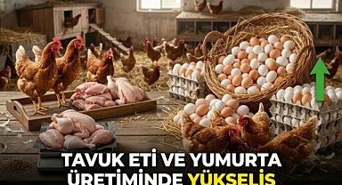 Tavuk Eti ve Yumurta Üretiminde Yükseliş
