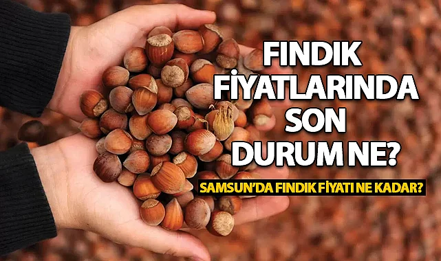 Samsun'da Fındık Fiyatlarında Son Durum!