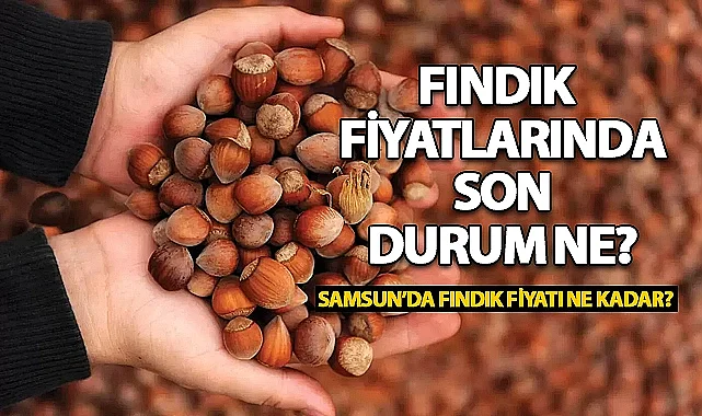 Samsun'da Fındık Fiyatlarında Son Durum! 30 Ocak 2025 Fındık Fiyatları