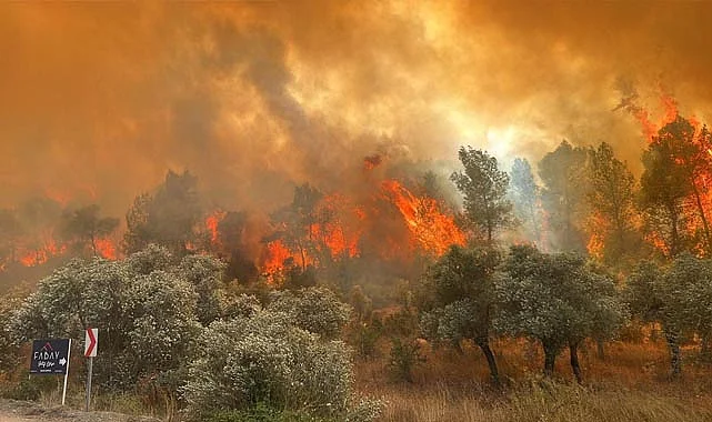 Temmuz'da 61 Orman Yangını: 4 Kişi Tutuklandı