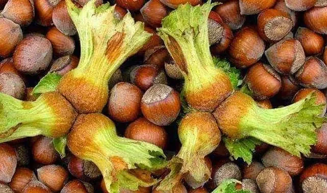 Fındık Fiyatı Psikolojik Eşiği Aştı