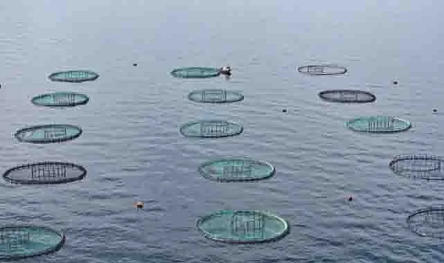 Karadeniz’den 31 ülkeye 278 milyon dolarlık su ürünü ihracatı