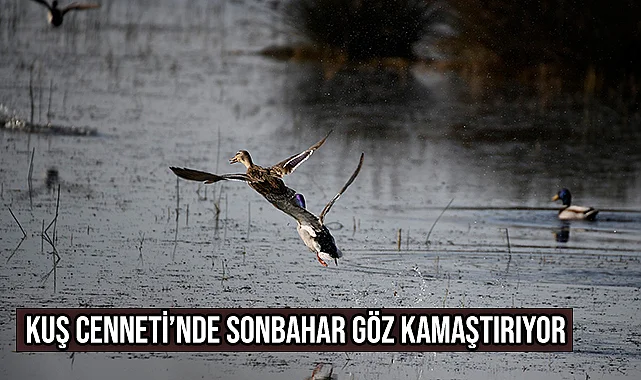 Kuş Cenneti’nde Sonbahar Göz Kamaştırıyor