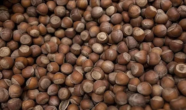 Samsun'da Güncel Fındık Fiyatları Belli Oldu