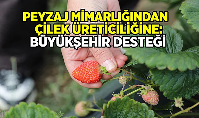 Peyzaj Mimarlığından Çilek Üreticiliğine: Büyükşehir Belediyesi’nin Destekleri Hayatına Dokunuyor