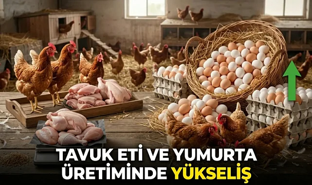 Tavuk Eti ve Yumurta Üretiminde Yükseliş